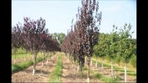 About     Popular Plum Trees  For Landscaping