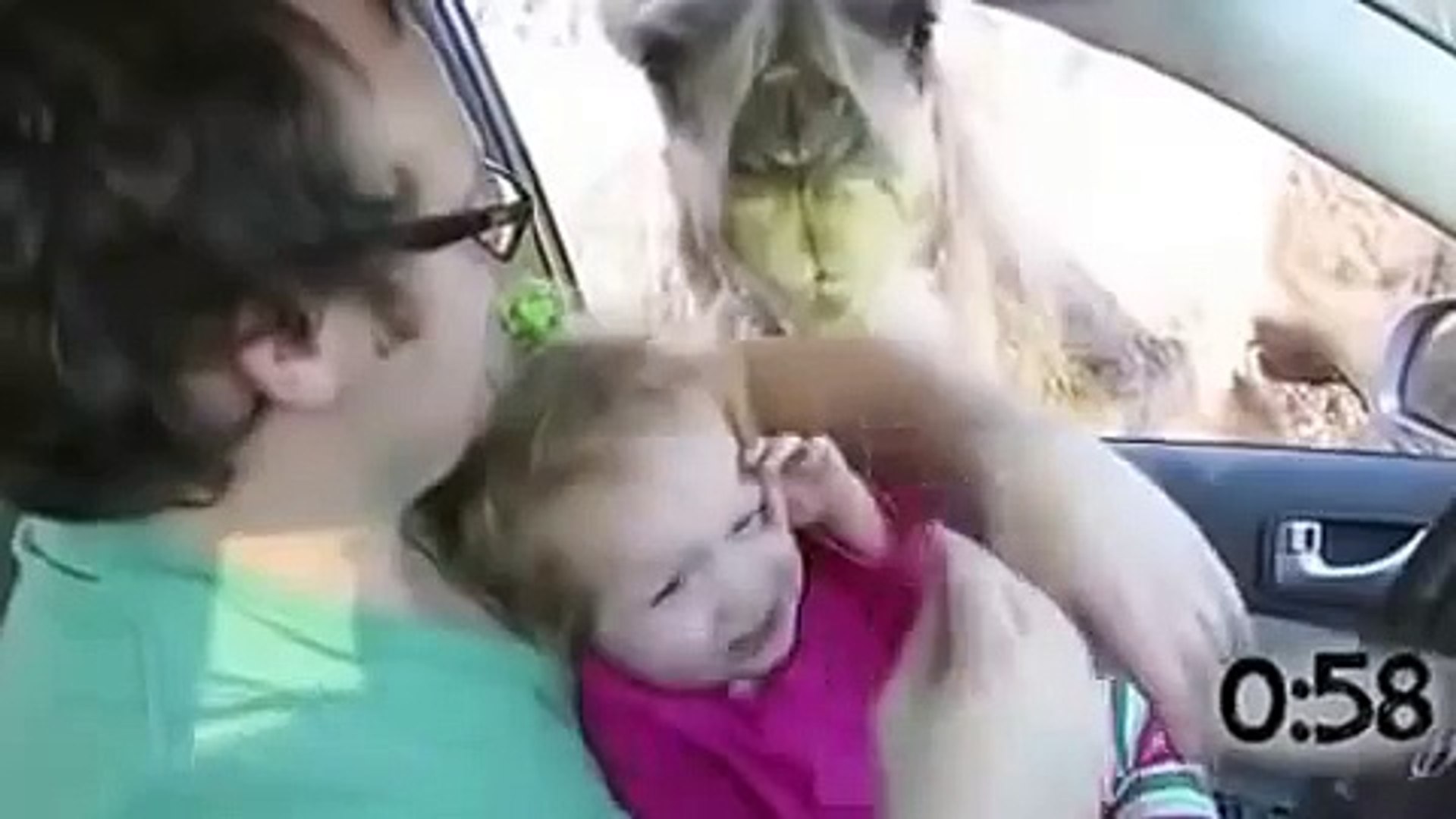 любопытные ЖИВОТНЫЕ!