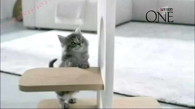 Реклама Пурина Ван - Здоровый питомец сегодня и завтра