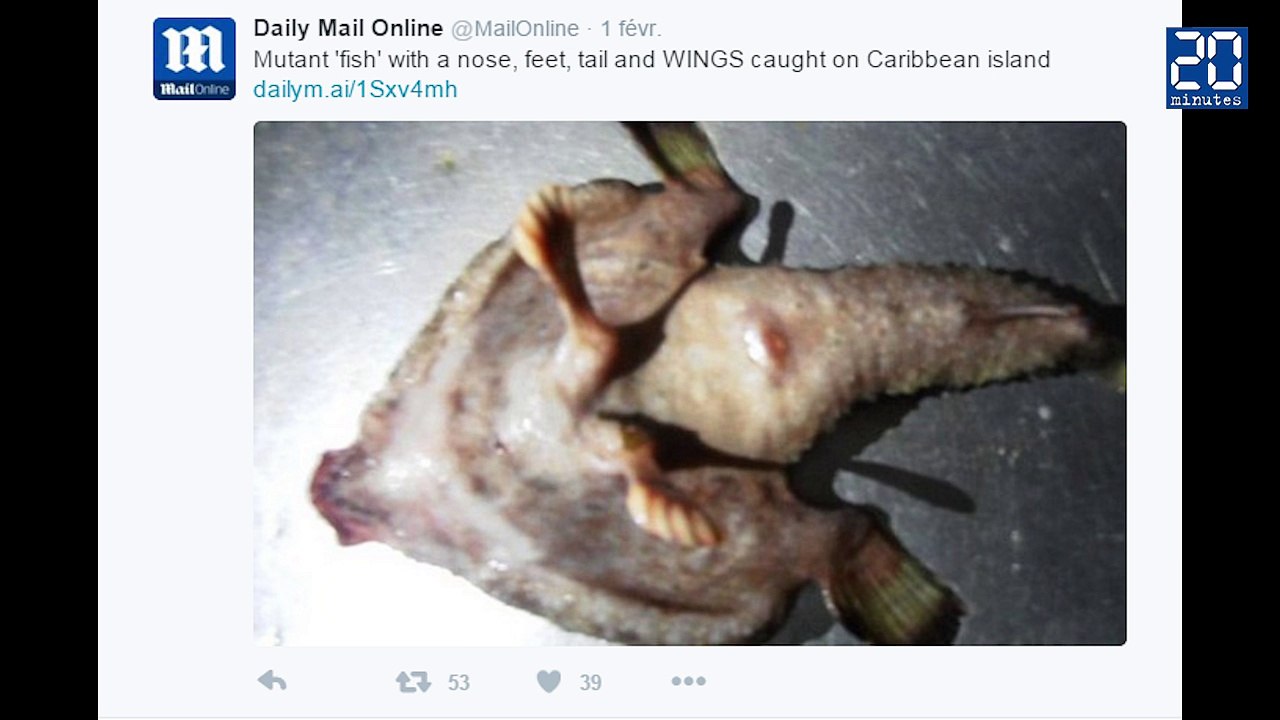 Insolite : un poisson mutant découvert dans les Caraïbes