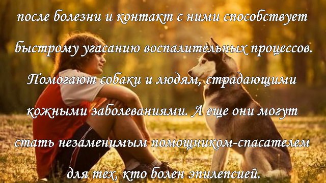 Влияние животных на человека, какую энергетику несут домашние питомцы