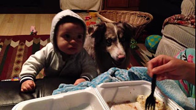 Amazing Dog Beats Toddler To The Punch And Says ‘Mama’ Before He Does
