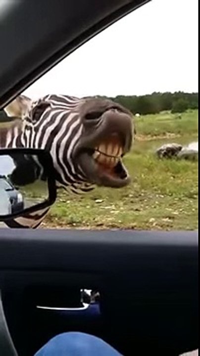 Zebra Is Singing For Food