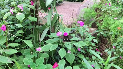 NATURASPACE - HONFLEUR 2016