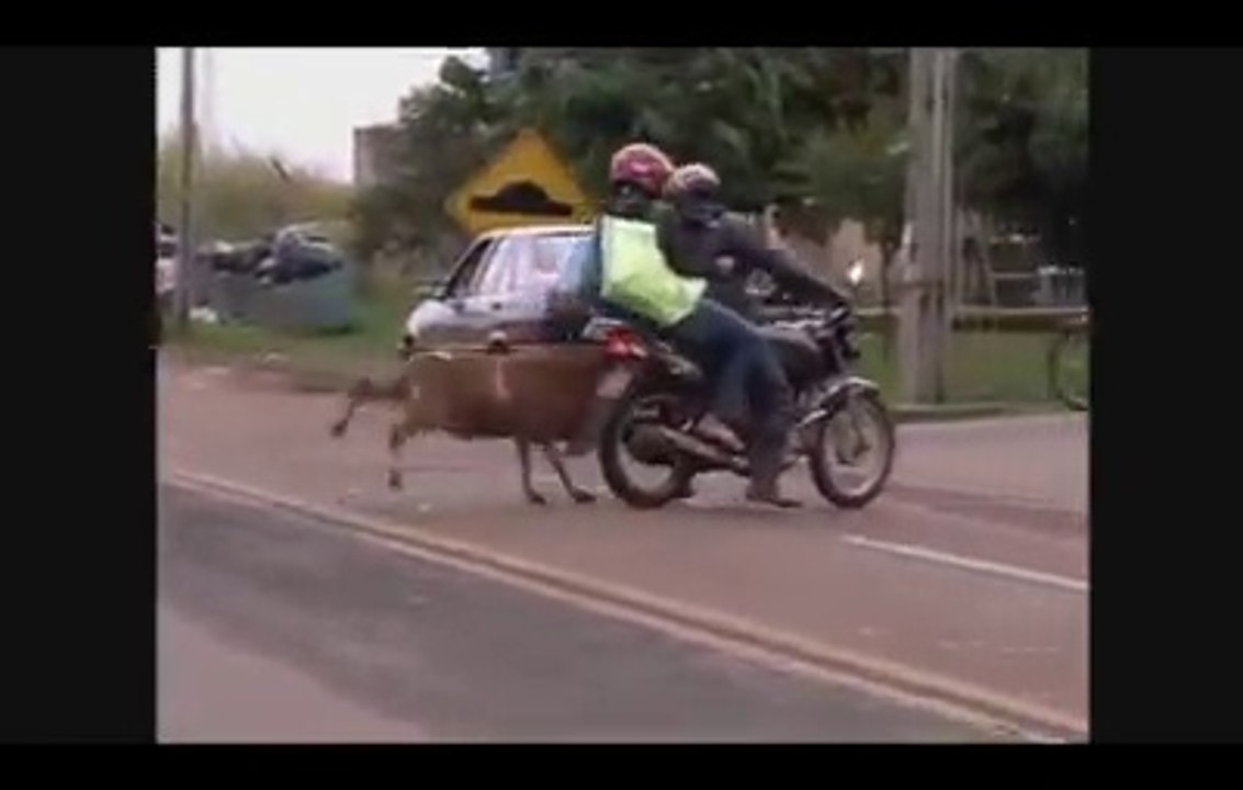 why funny sheep are killing you?