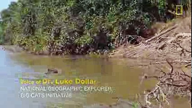 national geographic - Jaguar Attacks Crocodile (EXCLUSIVE VIDEO)