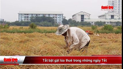 Tất bật gặt lúa thuê trong những ngày Tết