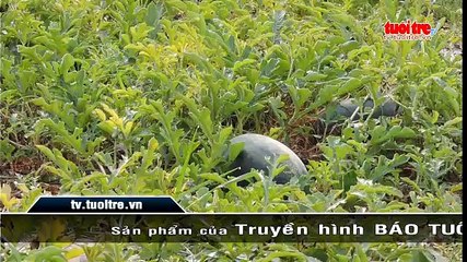 Nông dân Vĩnh Long “méo mặt” vì dưa hấu tết mất mùa