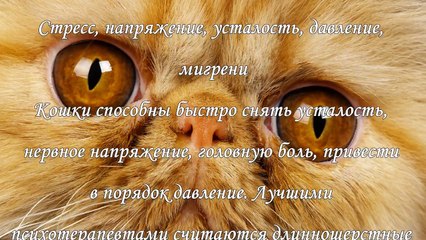 Как лечат кошки, 5 невероятных фактов о домашних целителях