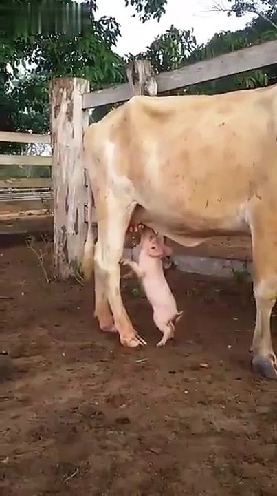 Piglet Drinking Milk from Cow