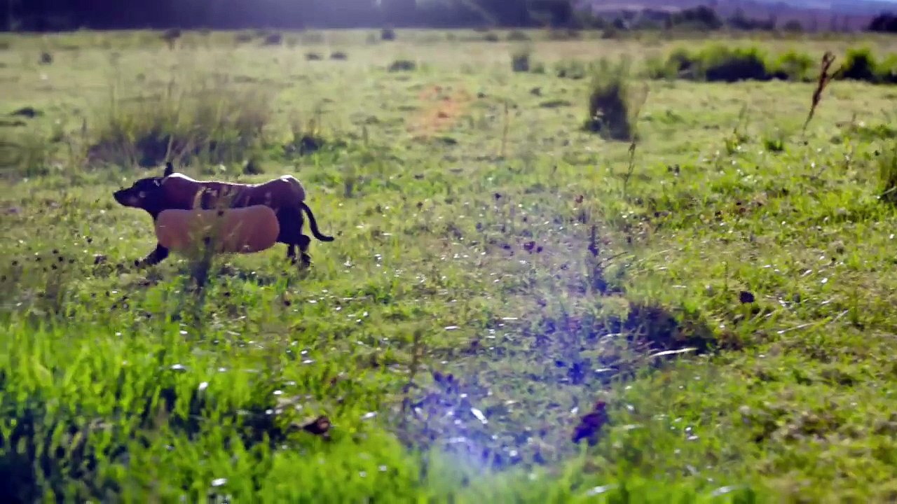 HEINZ "Wiener Stampede" Super Bowl 2016 Commercial