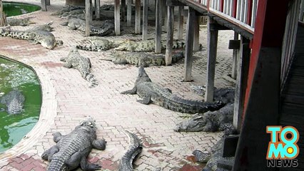 Женщина покончила с собой, прыгнув к крокодилам