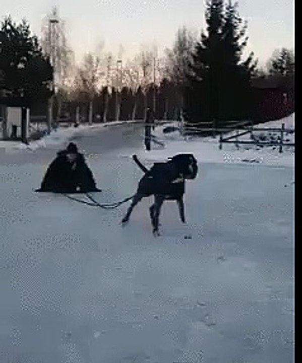 köpeğin mükemmel hareketi :)