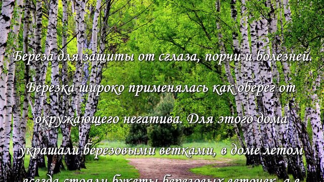 5 магических свойств березы, о которых вы еще не знаете