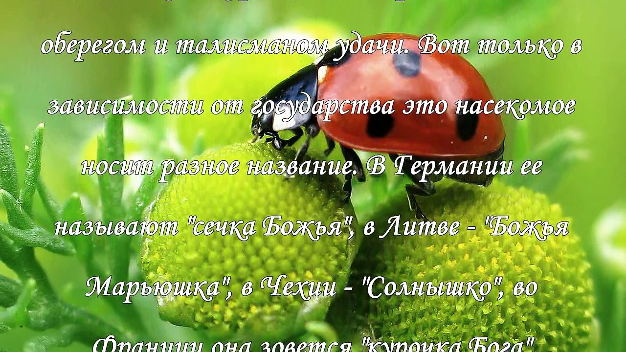 Божья коровка – символ удачи и покровительства небес