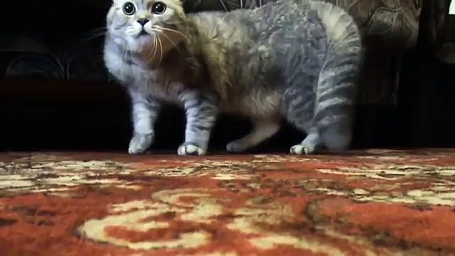 довели кота что он заговорил)) смех до слез