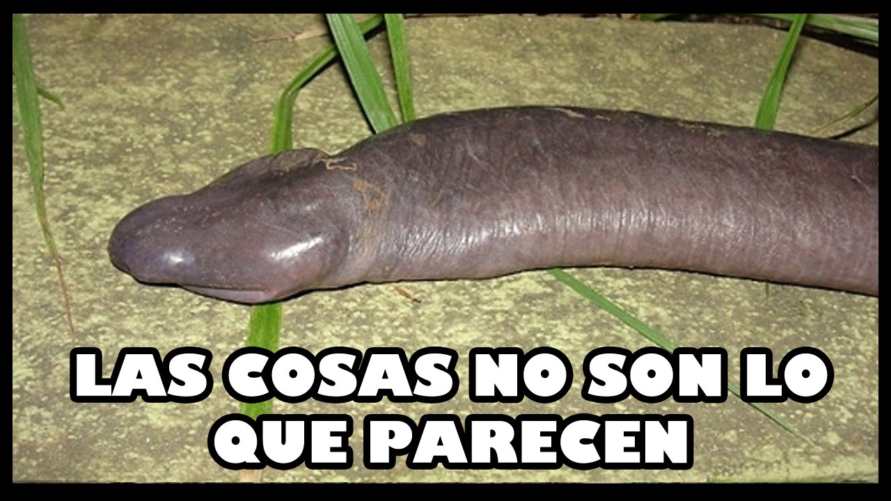 LAS COSAS NO SON LO QUE PARECEN