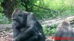 Amazing Gorilla Giving Birth Like Human ☆ Mammals Birth Tv
