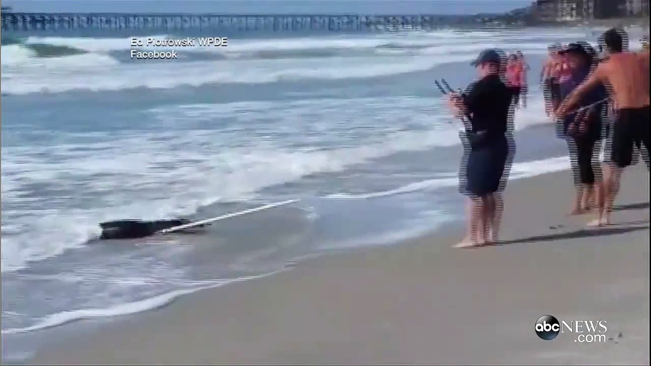 CAIMÁN EN LA PLAYA (720p)