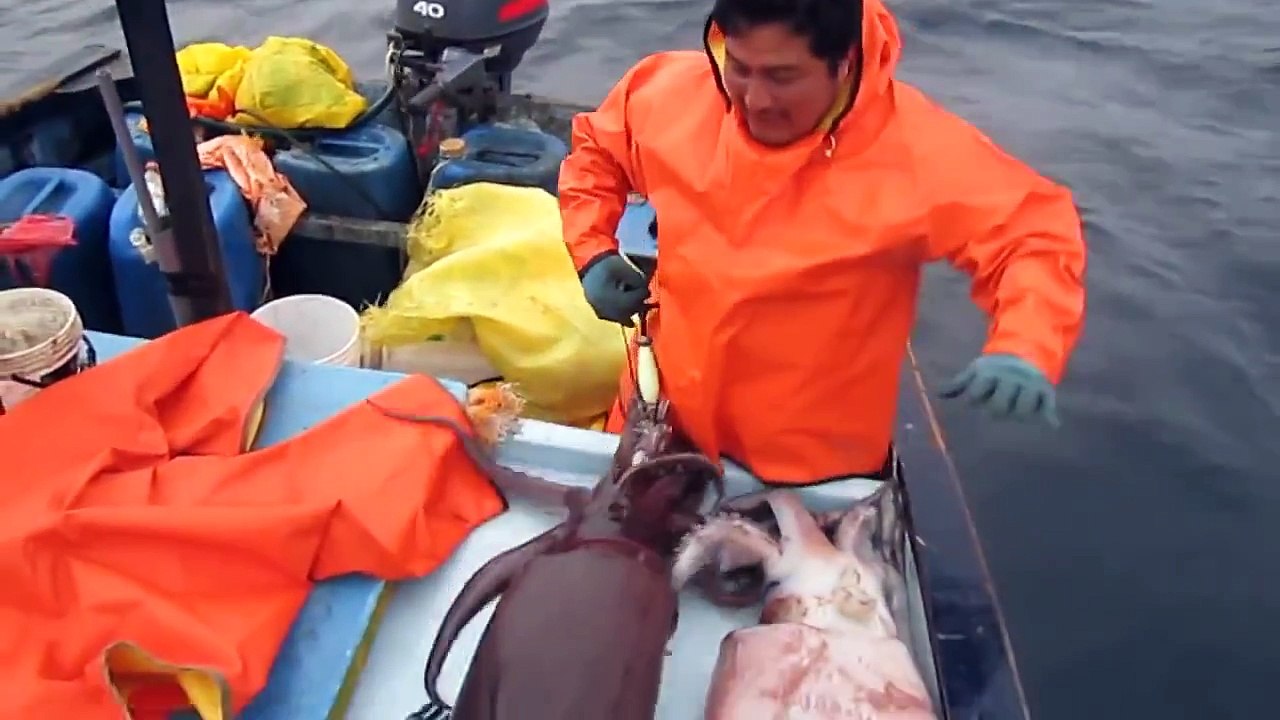 Fishing for squid jigging boat. Serran and saddled bream lures. Hunter & Fishing