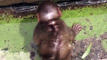 Baby monkey a few months old.　生後１～２ヶ月のニホンザルの赤ちゃん（釧路動物園2015）②