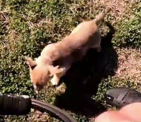 Man rescues abandoned puppy