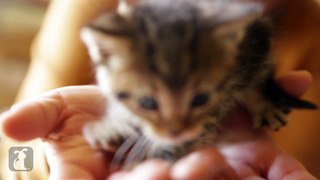 The Most Magically Cute Kitten Youll See All Day - Kitten Love