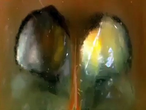 اللہ کی شان دیکھیں۔ زیرِ سمندر حیرت انگیز مخلوقات اللہ کی بڑائی کا منہ بولتا ثبوت ہیں