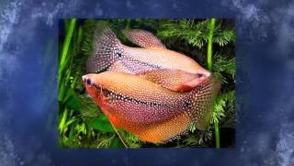 Aquarium Life - Tutto per Acquari - Messina