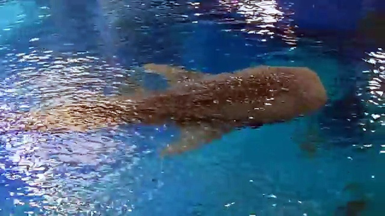 The Frilled Shark | interesting facts about the frilled shark (FULL HD)