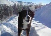 One Man, His Sled and an Awesome Bernese Mountain Dog