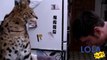 Serval Cat Hits Man's Head When He Gets Too Close