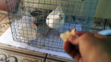 My White Dove Started to Eat Bread