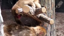 Child Monkey calling Mom.　母ザルを呼ぶ１歳猿（釧路動物園）