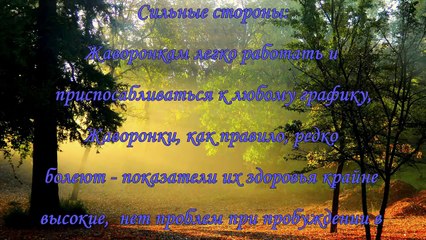 Вы — Жаворонок, энергетика, слабые стороны и сильные черты