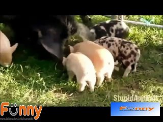 Funny FAILS - Ultimate Funny Videos Fails Compilation 2016 - FailLand - (5)