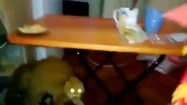 Приколы с животными кошкикошки приколы кошки смешныеживотные приколы 2014 про животных короткие