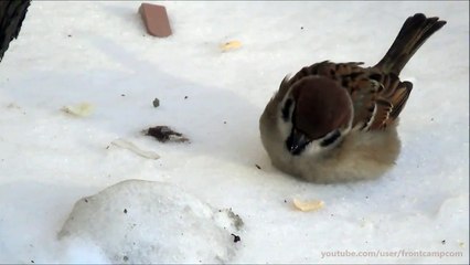 Природа - Воробей (passer) - птицы с коротким хвостом и мощным клювом