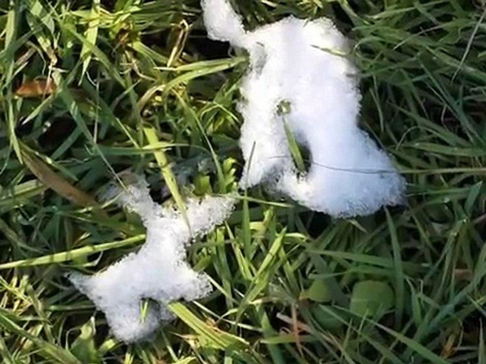 Природа и музыка 'ветки и мишки'