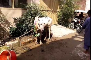 Funny Eid Ul Adha  Video  Funny Video Best laughing Video  Funny videos (FULL HD)