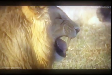 Lion vs lion, Male lion attacks female lion and her baby (FULL HD)