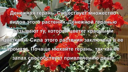 Денежные цветы, вырастите сад, привлекающий богатство