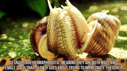10 Strange Animal Mating Rituals