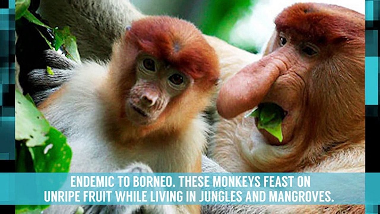 10 Very Weird Looking Animals
