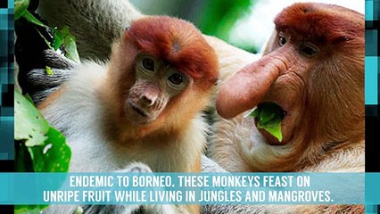 10 Very Weird Looking Animals