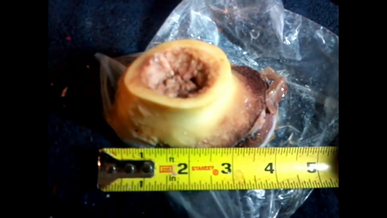 CCI Velocitor 22 LR - Will it penetrate bone? (ballistic ammo test)