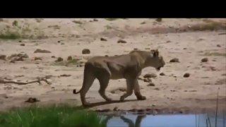 LION vs BABOON REAL FIGHT | LION ATTACK BABOON EXCLUSIVE 2016