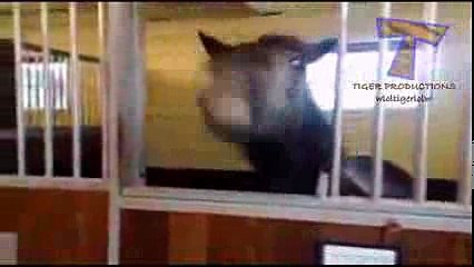 Animals screaming and making funny noises