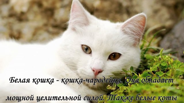 Как окраска кошки влияет на атмосферу в доме