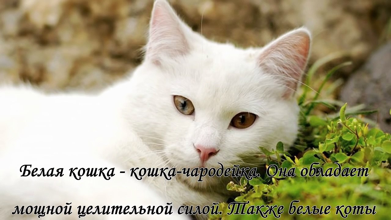 Как окраска кошки влияет на атмосферу в доме